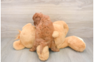 Happy Cavapoo Baby