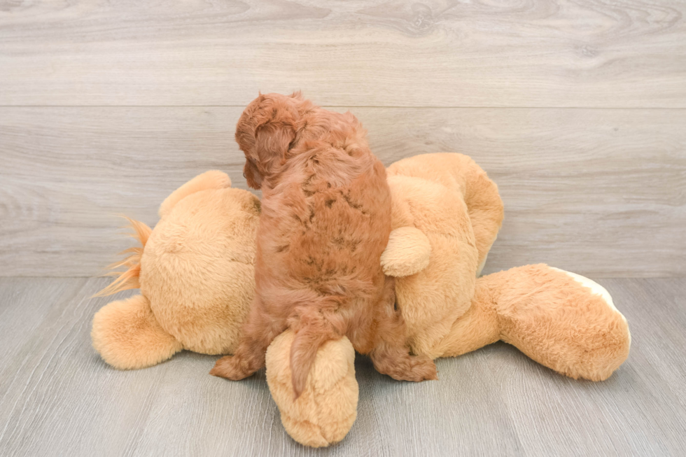 Happy Cavapoo Baby