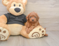 7 week old Cavapoo Puppy For Sale - Windy City Pups