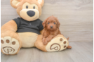 Best Cavapoo Baby