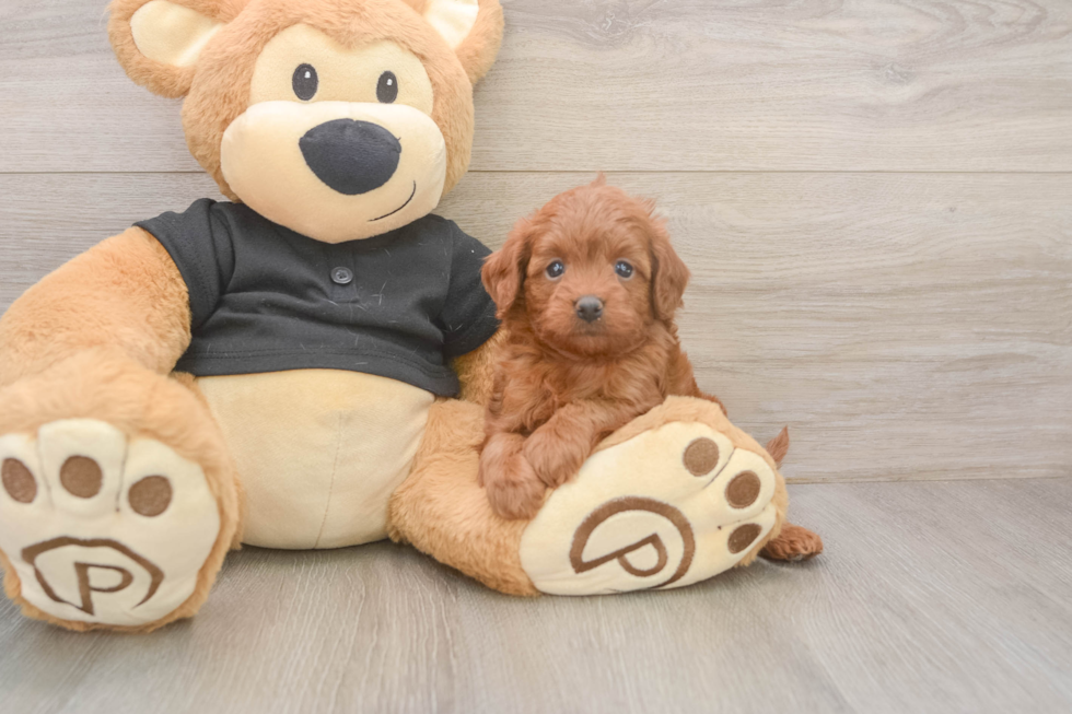 Best Cavapoo Baby