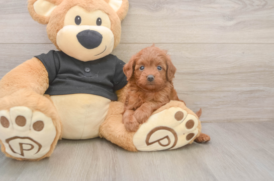 Best Cavapoo Baby