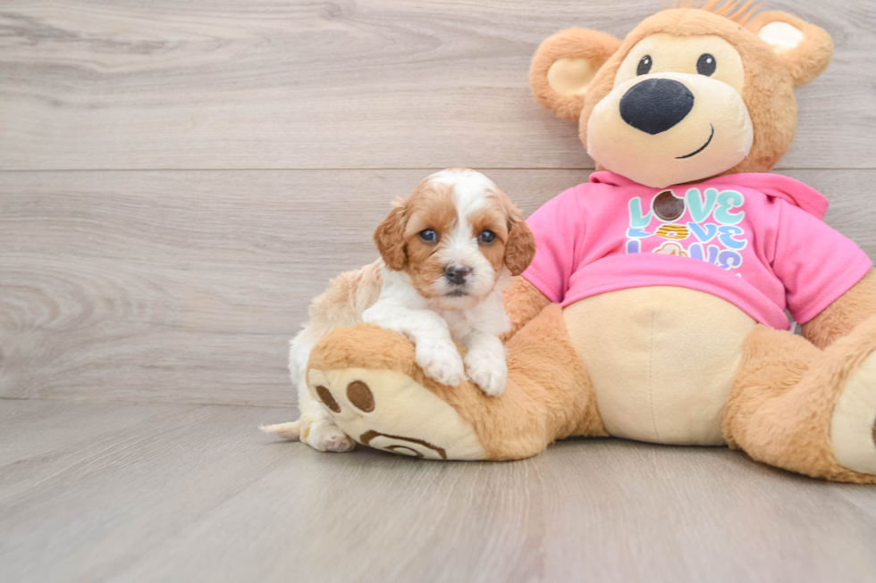Adorable Cavalier King Charles Spaniel and Poodle Mix Poodle Mix Puppy