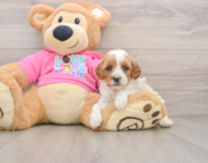 7 week old Cavapoo Puppy For Sale - Windy City Pups