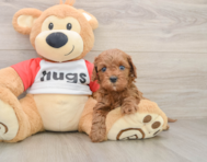 8 week old Cavapoo Puppy For Sale - Windy City Pups