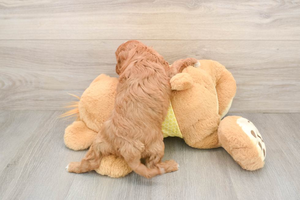 Cavapoo Puppy for Adoption