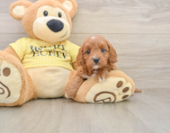 7 week old Cavapoo Puppy For Sale - Windy City Pups