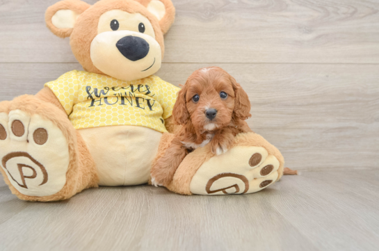 Friendly Cavapoo Baby