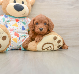 7 week old Cavapoo Puppy For Sale - Windy City Pups
