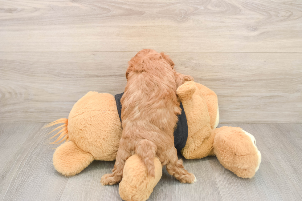 Playful Cavapoodle Poodle Mix Puppy