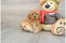 Cavapoo Puppy for Adoption