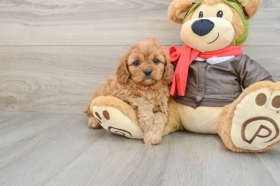 6 week old Cavapoo Puppy For Sale - Windy City Pups