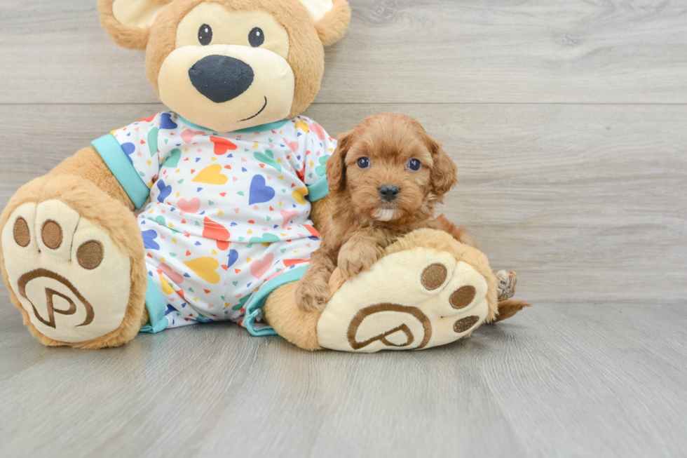 Cute Cavapoo Baby