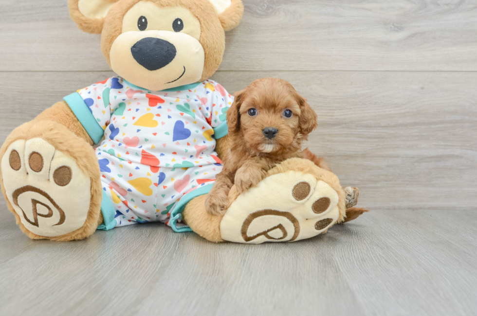 8 week old Cavapoo Puppy For Sale - Windy City Pups