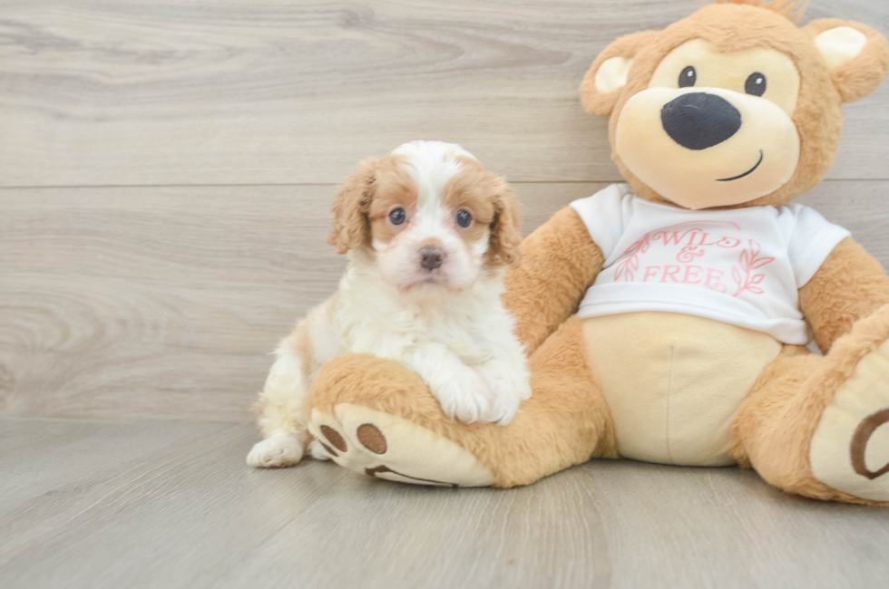 5 week old Cavapoo Puppy For Sale - Windy City Pups