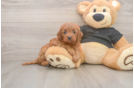 Funny Cavapoo Poodle Mix Pup