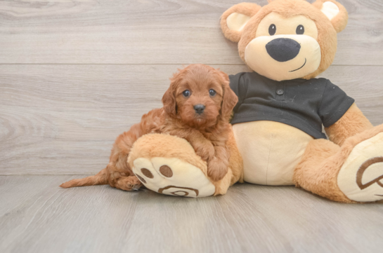 Funny Cavapoo Poodle Mix Pup