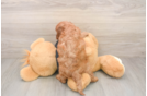 Cavapoo Pup Being Cute