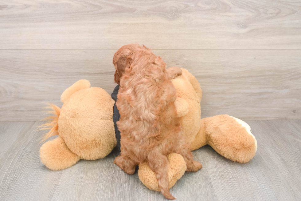 Cavapoo Pup Being Cute