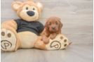 Cute Cavapoo Baby