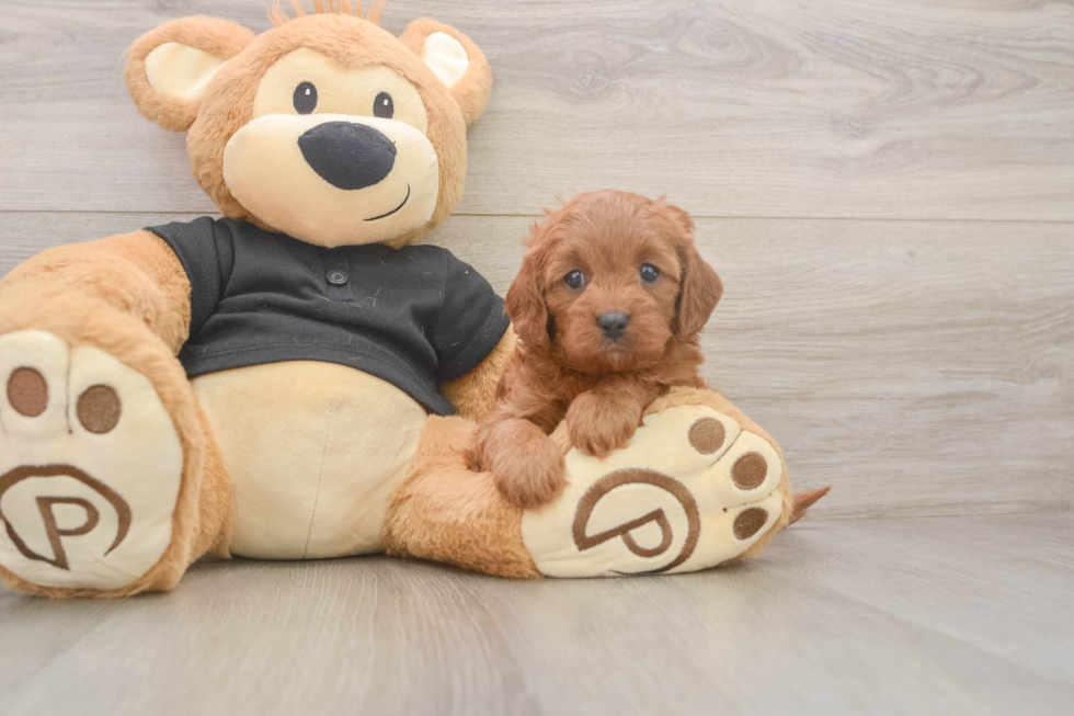 Cute Cavapoo Baby