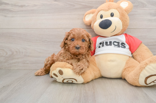 Cavapoo Pup Being Cute