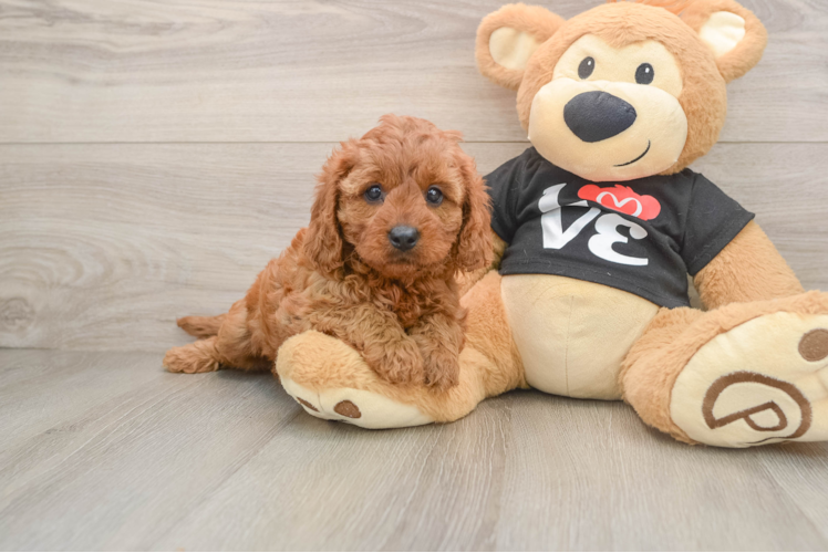 Smart Cavapoo Poodle Mix Pup