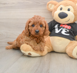 9 week old Cavapoo Puppy For Sale - Windy City Pups