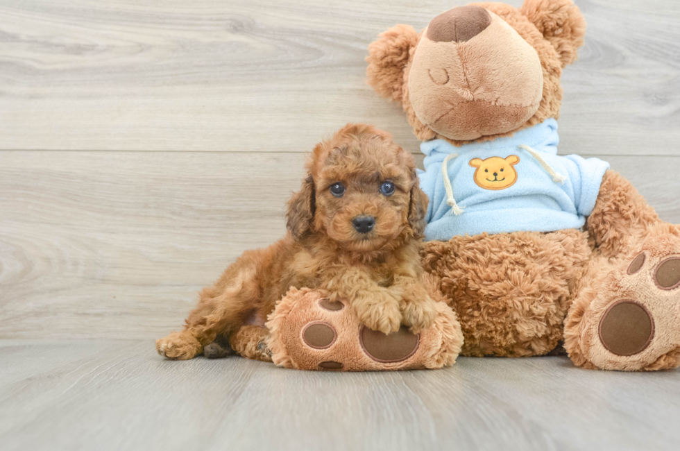 7 week old Cavapoo Puppy For Sale - Windy City Pups