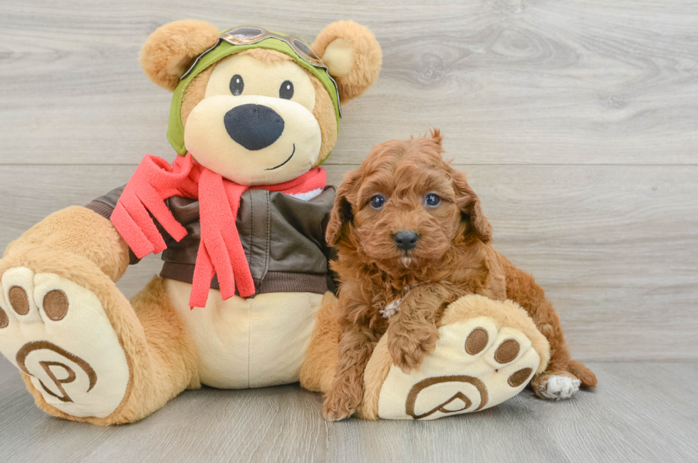 5 week old Cavapoo Puppy For Sale - Windy City Pups