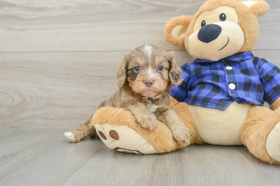 7 week old Cavapoo Puppy For Sale - Windy City Pups