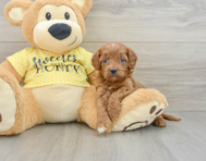 8 week old Cavapoo Puppy For Sale - Windy City Pups