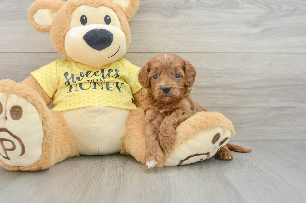 8 week old Cavapoo Puppy For Sale - Windy City Pups