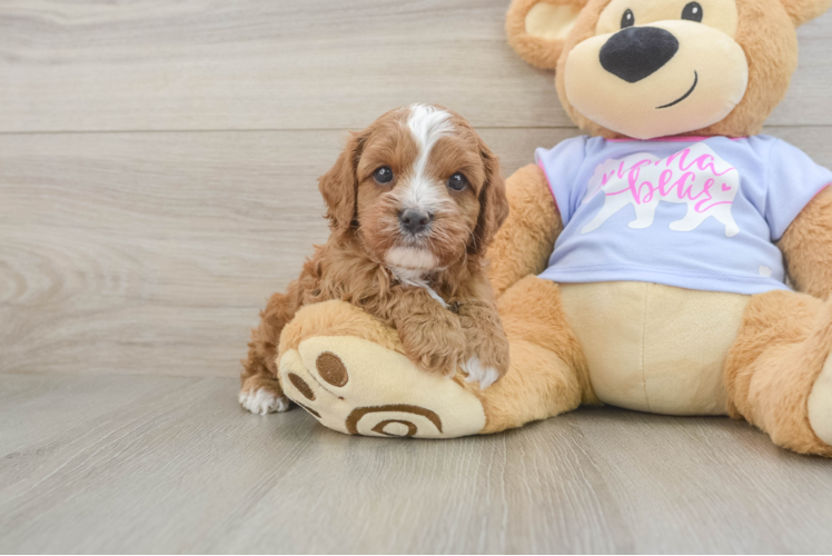 Cavapoo Pup Being Cute