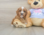 7 week old Cavapoo Puppy For Sale - Windy City Pups
