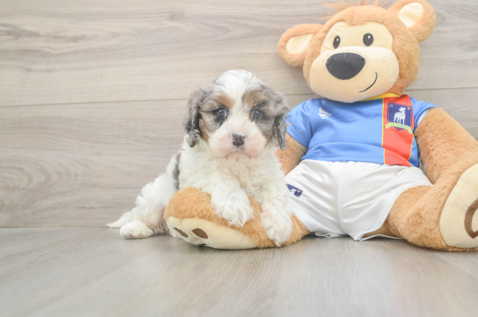 5 week old Cavapoo Puppy For Sale - Windy City Pups