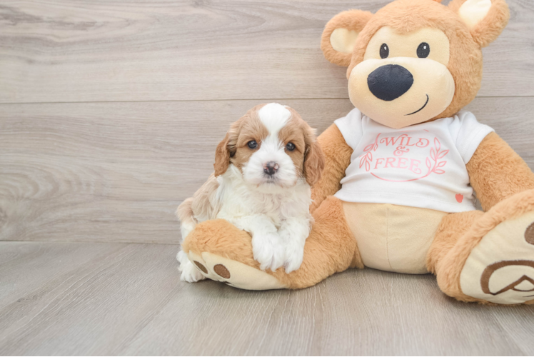 Best Cavapoo Baby