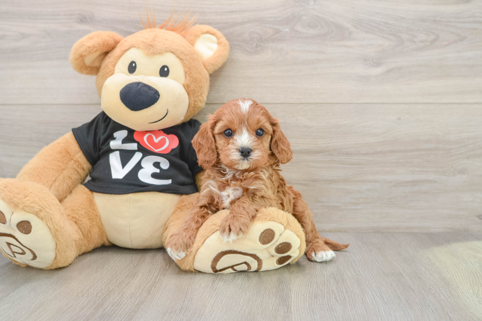 Cute Cavapoo Baby