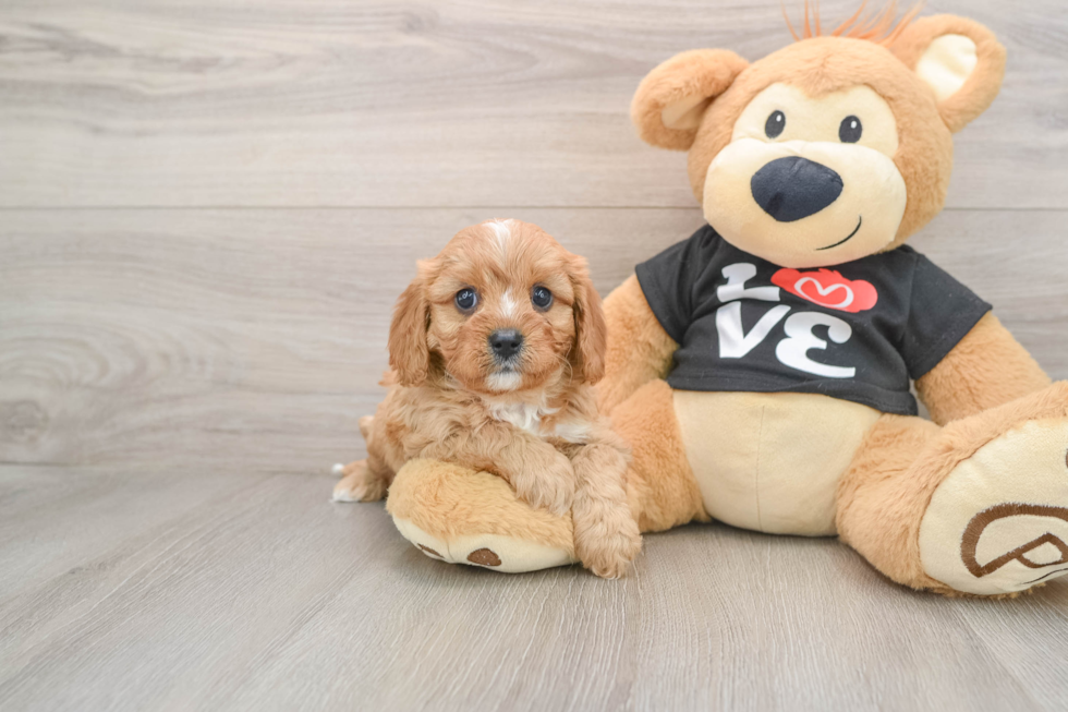 Cavapoo Pup Being Cute