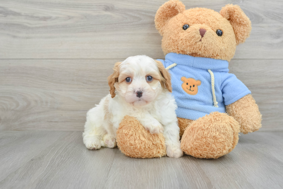 Funny Cavapoo Poodle Mix Pup