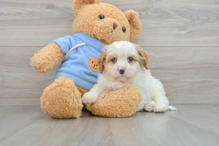 Adorable Cavipoo Poodle Mix Puppy