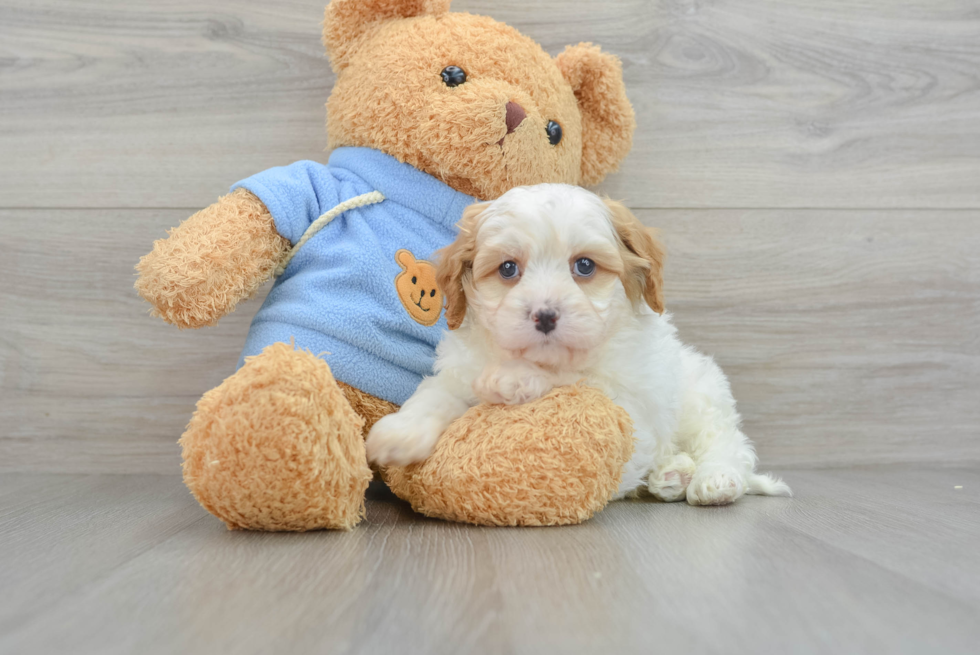 Adorable Cavipoo Poodle Mix Puppy