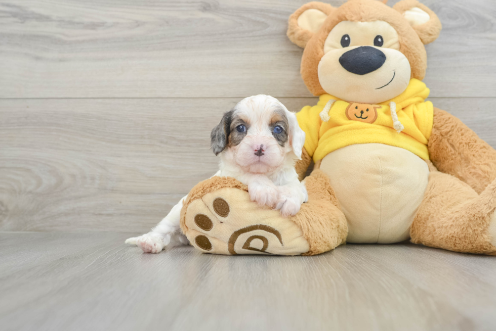 Energetic Cavoodle Poodle Mix Puppy