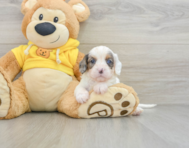 8 week old Cavapoo Puppy For Sale - Windy City Pups