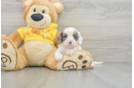 Smart Cavapoo Poodle Mix Pup