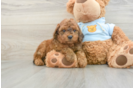 Small Cavapoo Baby