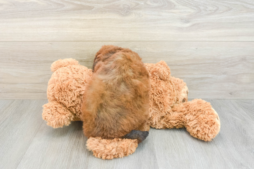 Popular Cavapoo Poodle Mix Pup