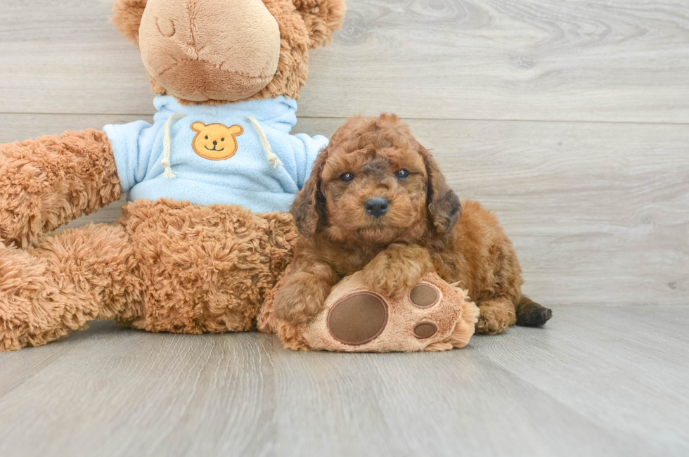 7 week old Cavapoo Puppy For Sale - Windy City Pups