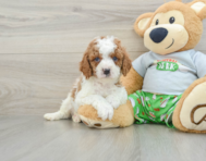 8 week old Cavapoo Puppy For Sale - Windy City Pups