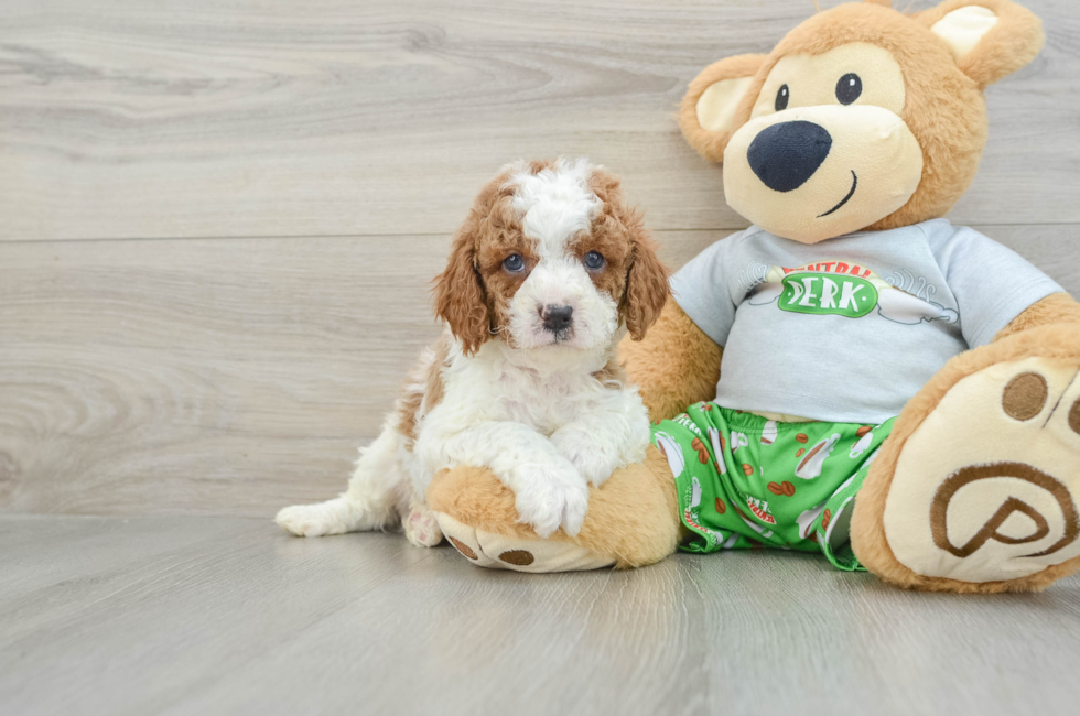 8 week old Cavapoo Puppy For Sale - Windy City Pups